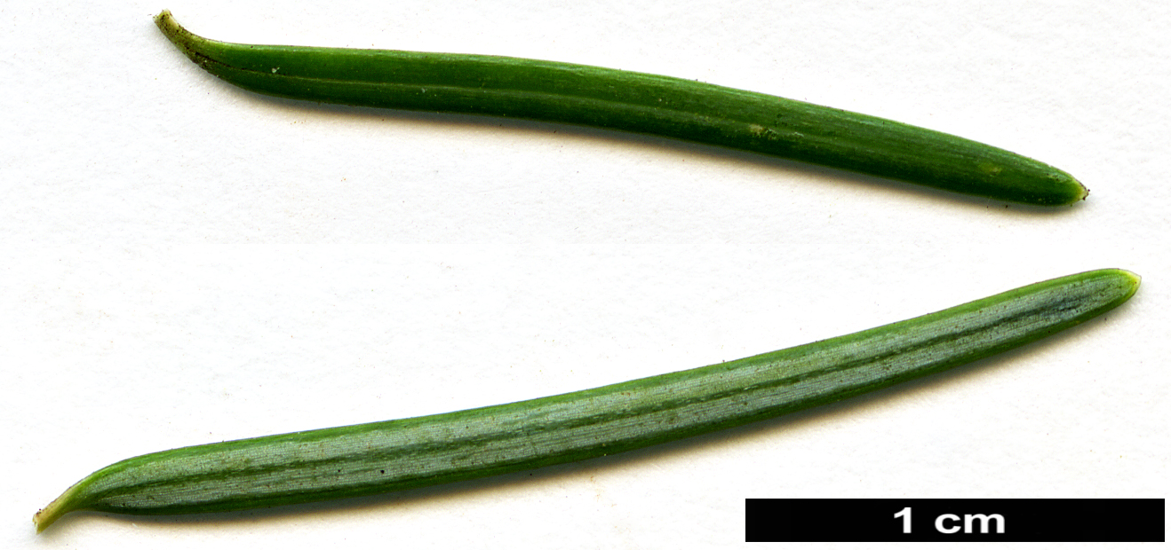 High resolution image: Family: Pinaceae - Genus: Pseudotsuga - Taxon: menziesii - SpeciesSub: var. glauca
